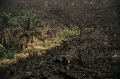 Un oasis a survcu