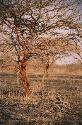 Acacias