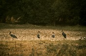 Marabout au lever du soleil